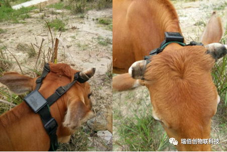 瑞佰創(chuàng)物聯(lián)科技